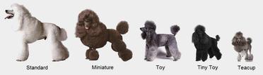 size difference between toy and miniature poodles